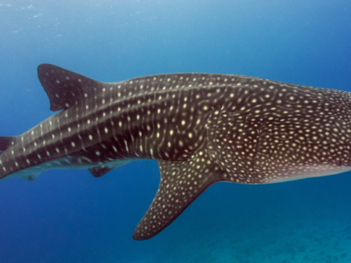 Séance de méditation (2h)